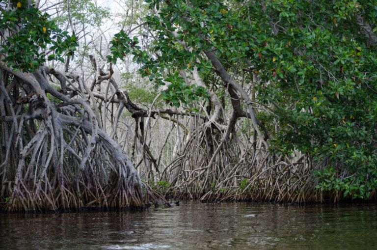 Más de 39.000 hectáreas de manglar recuperadas en Ciénaga Grande