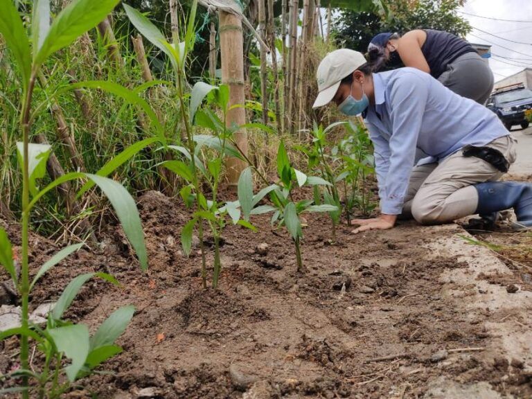 100 mil especies nativas para reverdecer quebrada en Ibagué