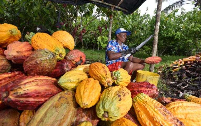 Radio Mundo Rural: Cacao colombiano rompe récord en producción