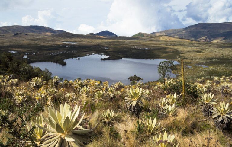Nueva resolución de la ONU para la restauración de ecosistemas