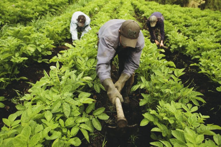 Proyecto de ley busca dignificar el trabajo de los campesinos colombianos
