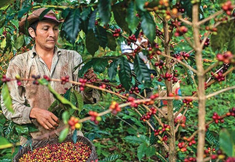 En el Meta mejoras en buenas prácticas fortalecen productividad cafetera