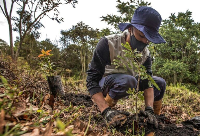 Sembratón, una iniciativa por los suelos deforestados de Colombia
