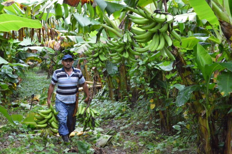 Residuos de plátano y banano para la producción de biogás