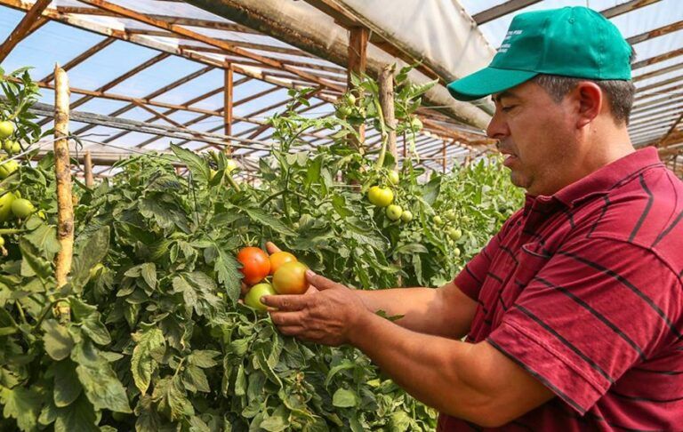 Cultivo de tomate, una esperanza de crecimiento para Morales, Cauca