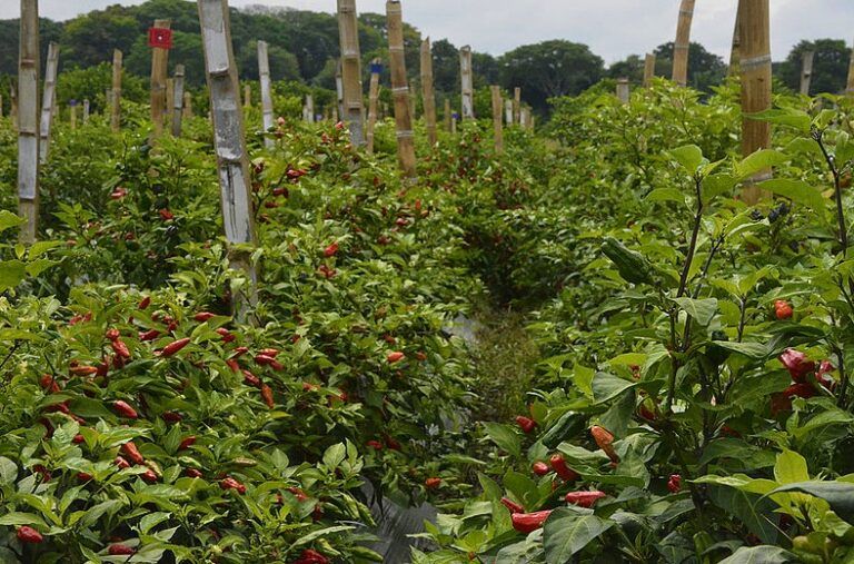 Nuevas líneas de ají mejorarían la productividad en el país