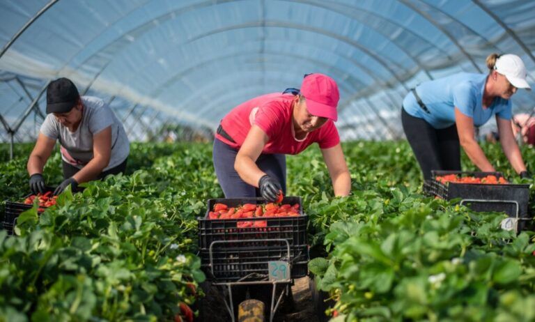Apoyo financiero fortalecerá asociaciones frutícolas de Colombia