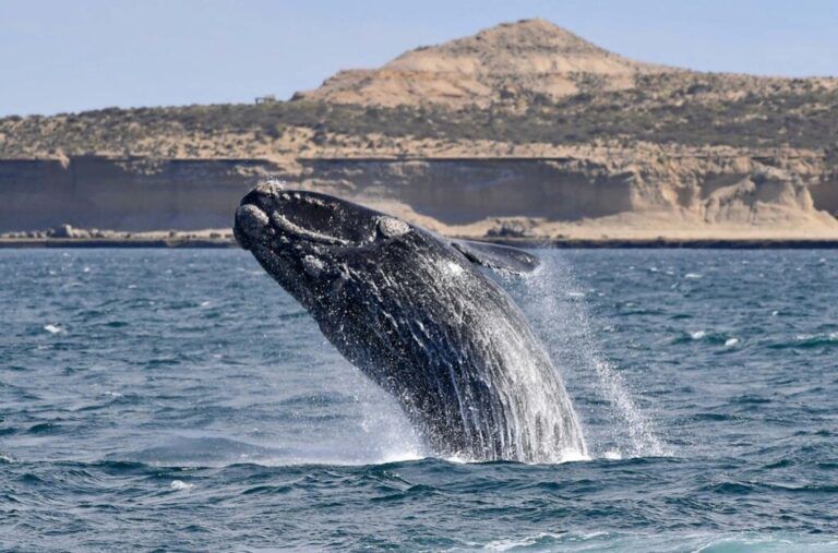 Día Mundial de las Ballenas y Delfines, un llamado a su protección