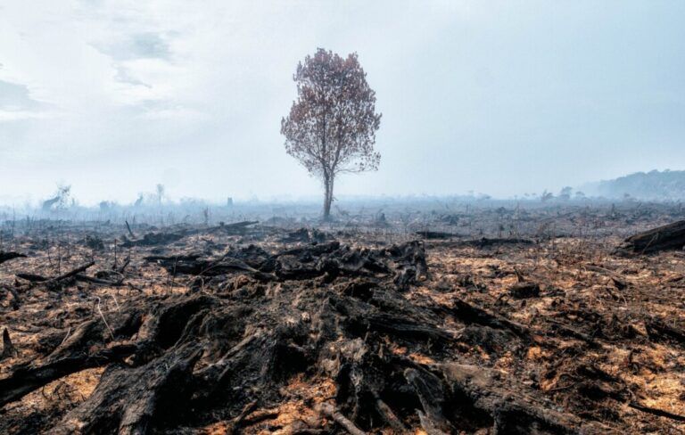 Definición de ecocidio, avance para penalizar el daño al medio ambiente