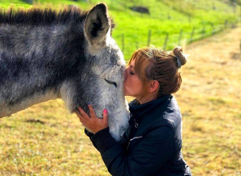 Un santuario para la digna jubilación de animales de campo