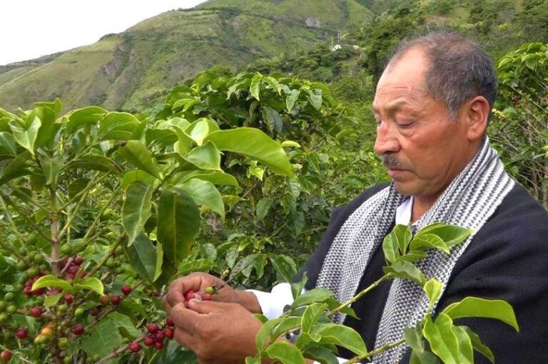 Café Wasikamas, la apuesta de paz de una comunidad inga en Nariño