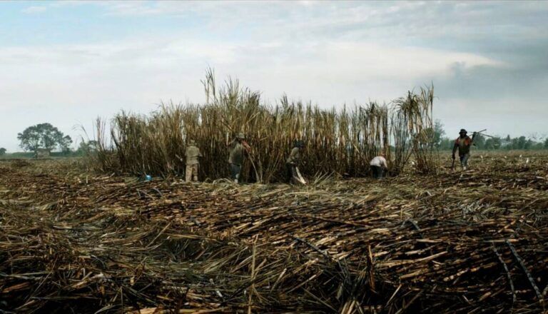 La tierra y la sombra, resistencia campesina en el cañaduzal