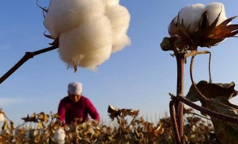 Algodoneros de Tolima se capacitan para mejorar su productividad