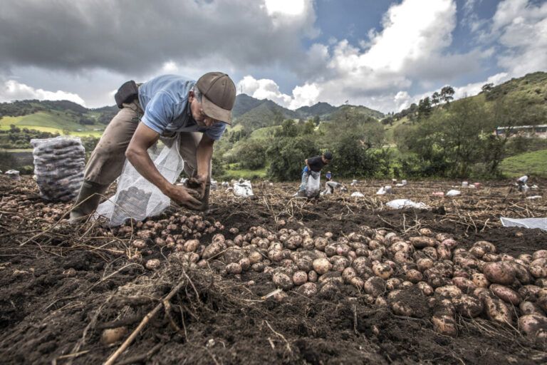 ¿Cuáles son los 4 cultivos con mayor extensión en Colombia?