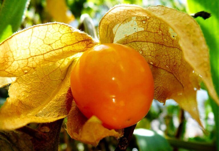 La uchuva, un fruto con alto potencial para tratar la gastritis