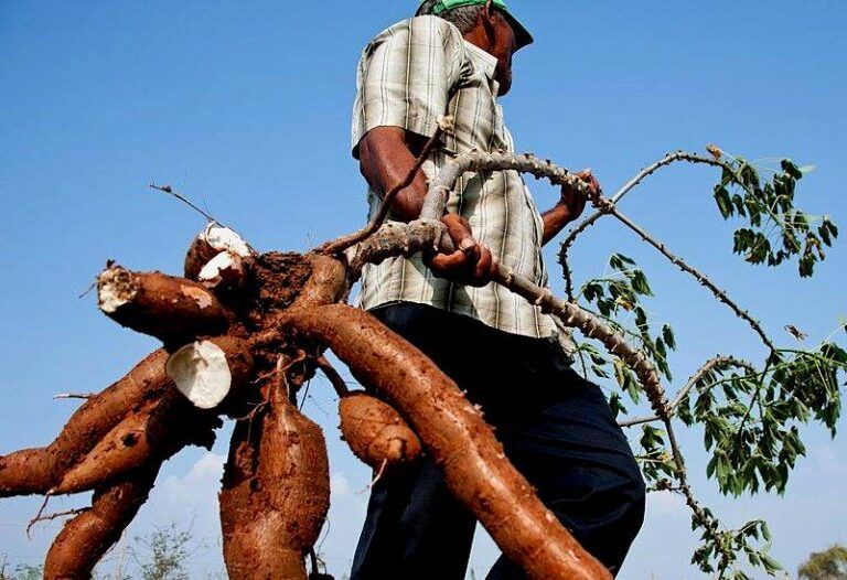 4 plagas que afectan la productividad de cultivos de papa y yuca