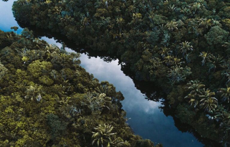 Bosques de Latinoamérica, esenciales para equilibrio ambiental del planeta