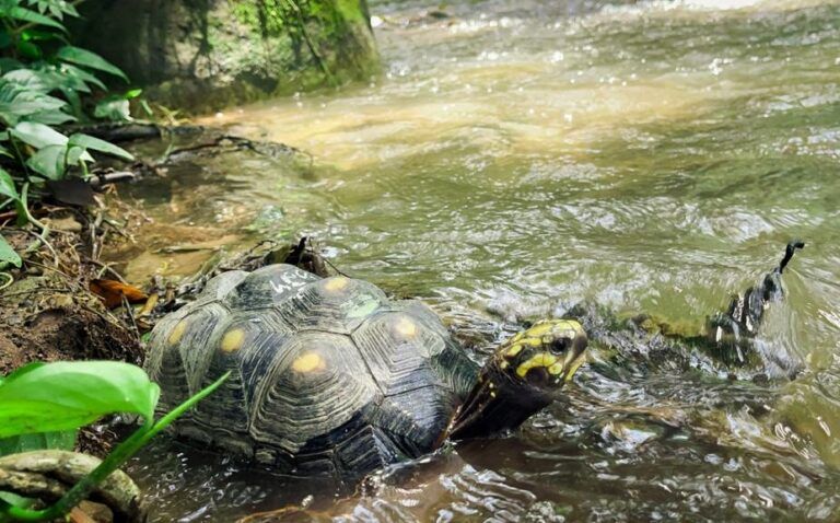 135 animales silvestres regresaron a su hábitat natural en el Cesar