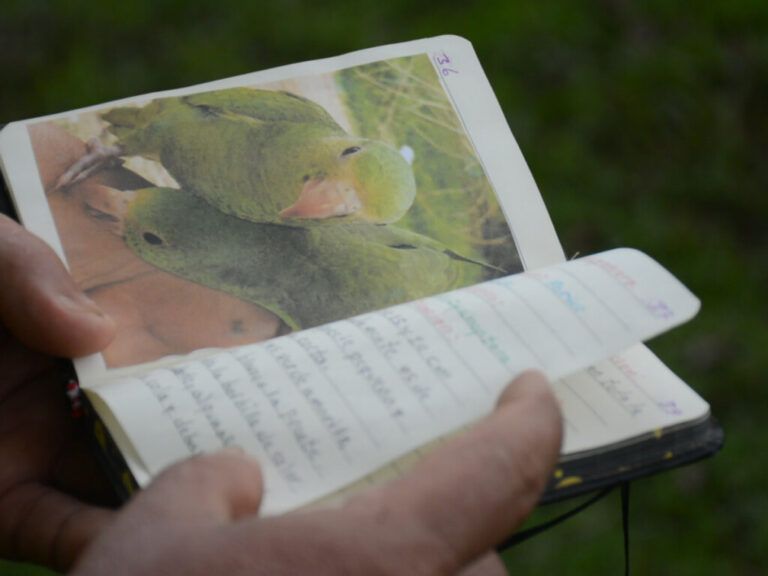 Miniguía de loros, creación de un campesino apasionado por las aves