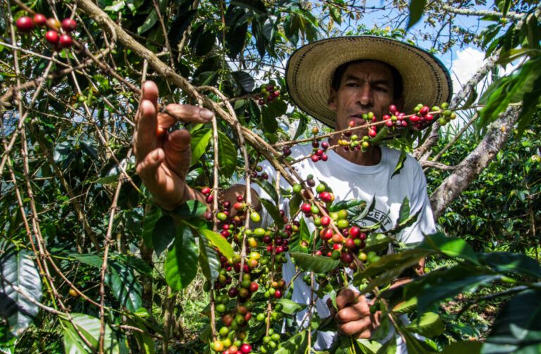 Tres sueños de progreso campesino con aroma a café
