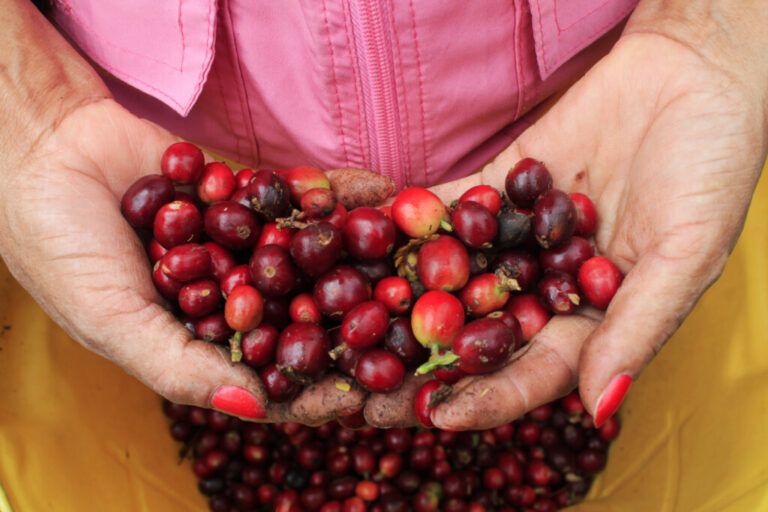 Cultivos de café no requieren tanto cloro
