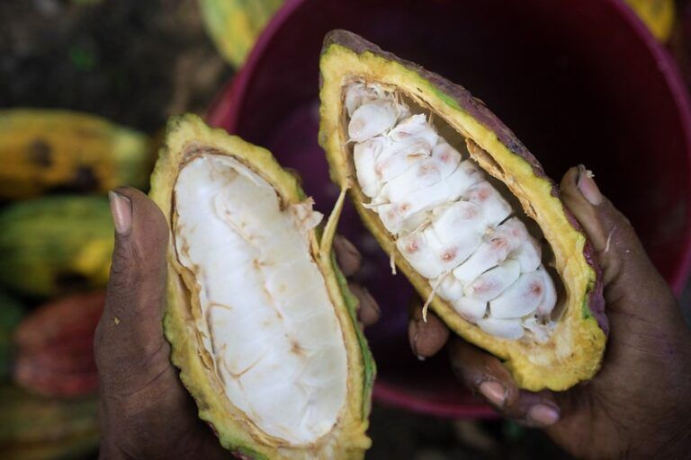 Radio Mundo Rural: Exportaciones de cacao se siguen consolidando