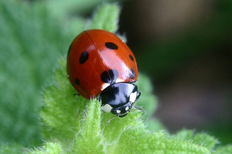Refugios para mariquitas, estrategia de control biológico premiada