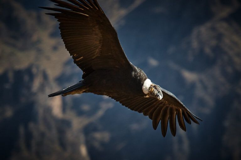 Indígenas y científicos unidos por la conservación del cóndor de los Andes