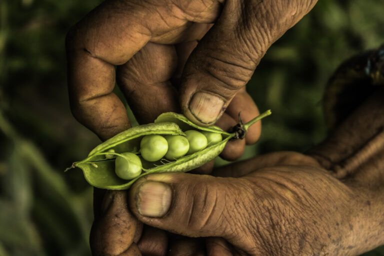 Radio Mundo Rural: ¿Cómo está la seguridad alimentaria en Colombia?