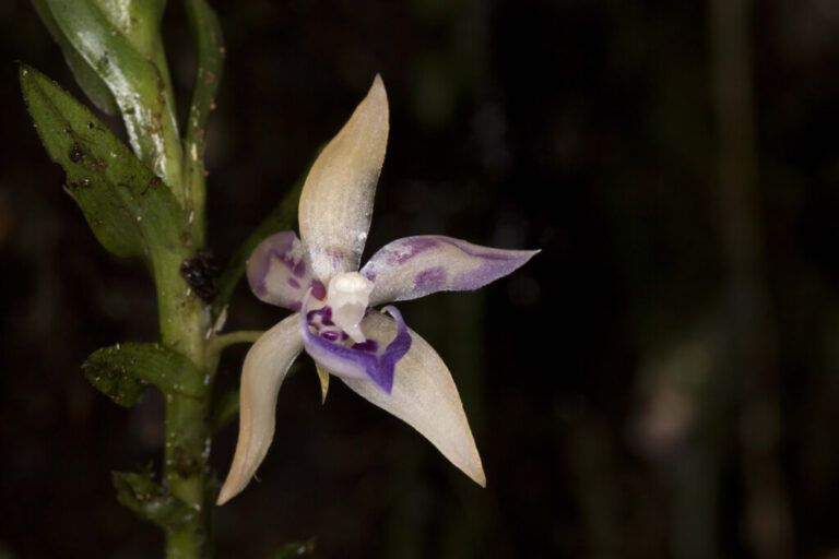 Nueva orquídea  es descubierta en la cordillera de los Andes