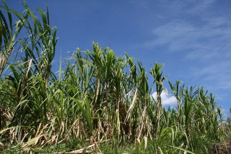 Ingenio Providencia, primer productor de azúcar orgánica en Colombia