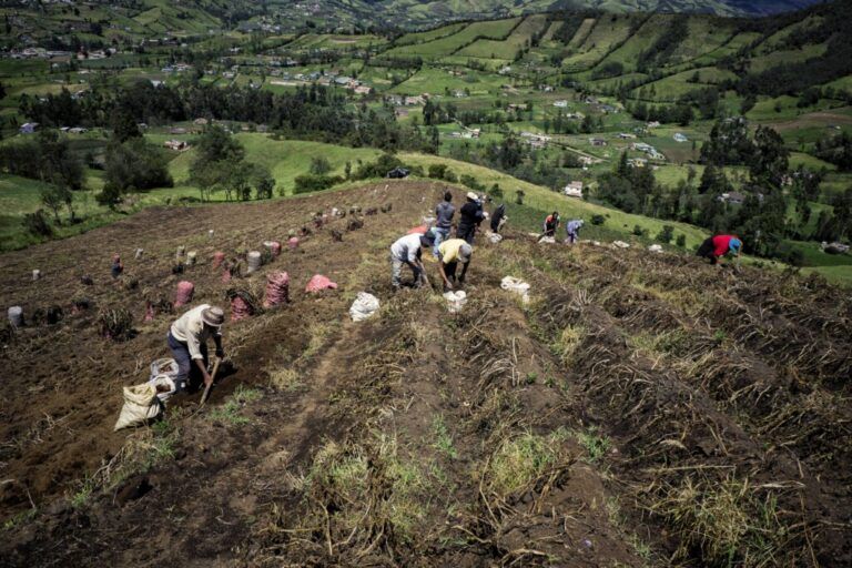 FAO lanza plataforma para fortalecer la agricultura familiar en el mundo