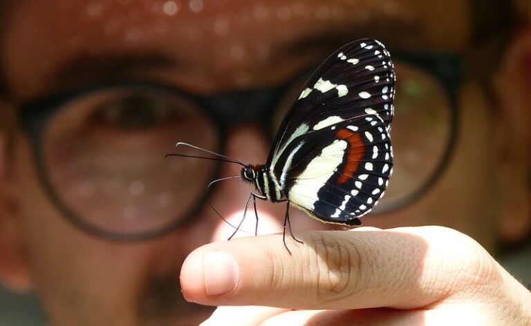 El fotógrafo que retrató la megadiversidad de mariposas colombianas