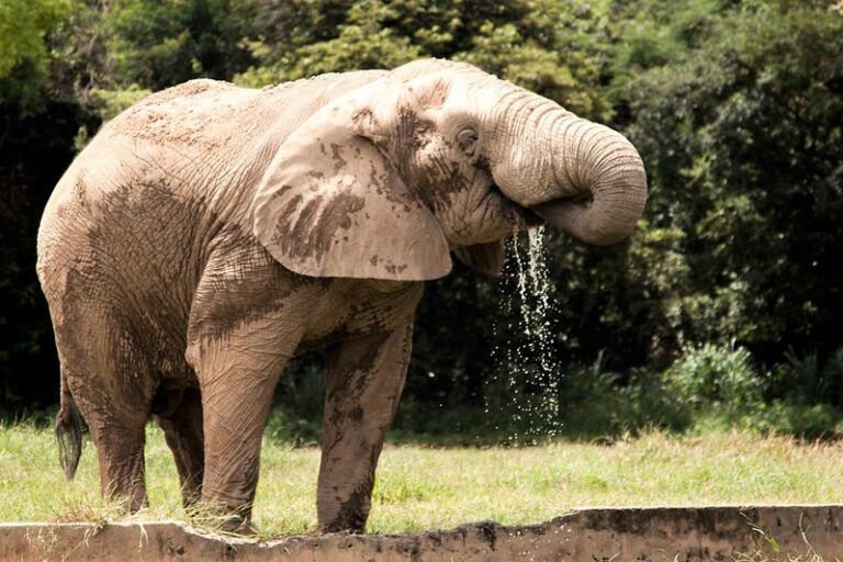 Nacimiento De Elefantes Sin Colmillos, Respuesta Natural A La Caza Furtiva