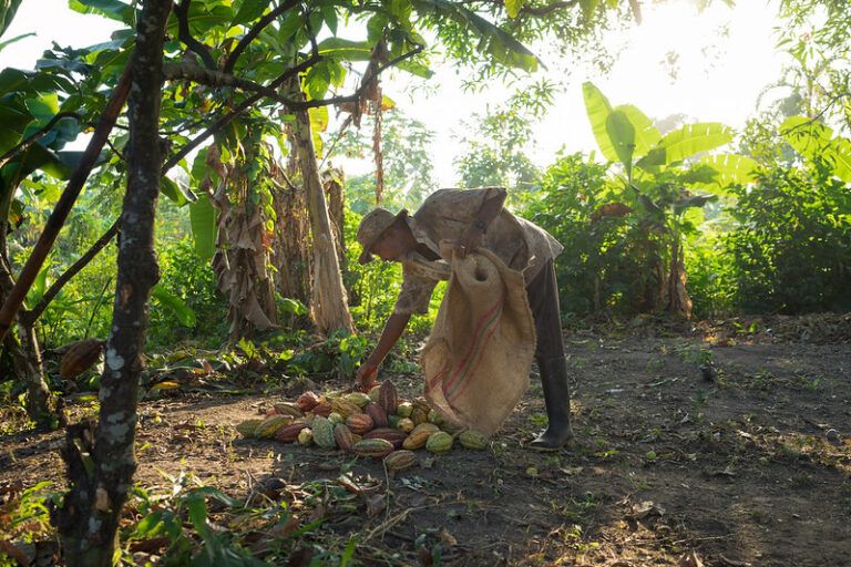Producción cacaotera de Colombia logra récord histórico