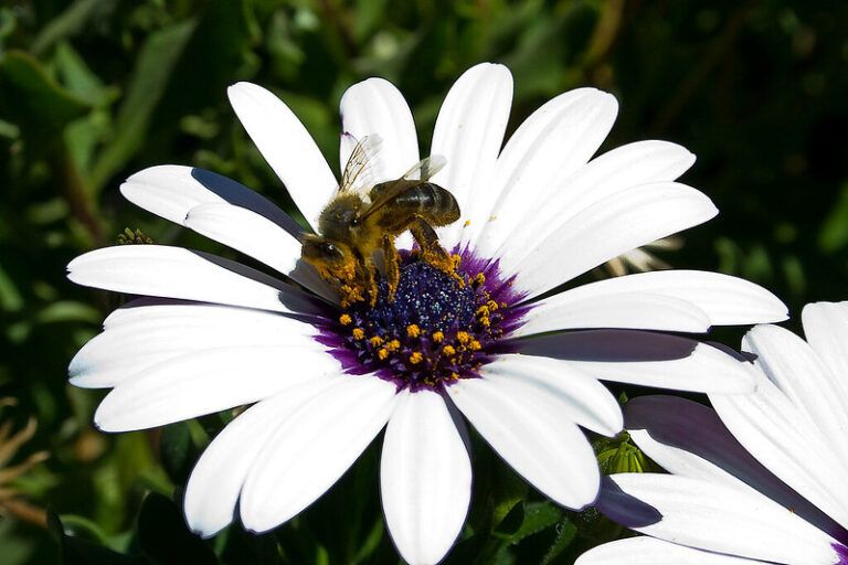 #Opinión: Incremente la productividad de su tierra, no descarte las abejas