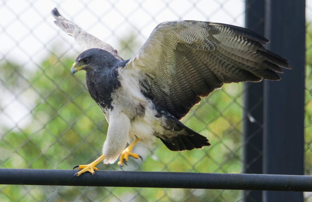 Águila de páramo rehabilitada regresa a su hábitat natural