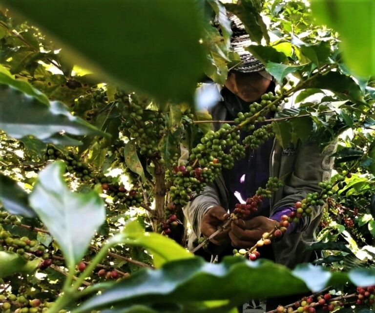 Carta del campo: Labor caficultora en Norte de Santander