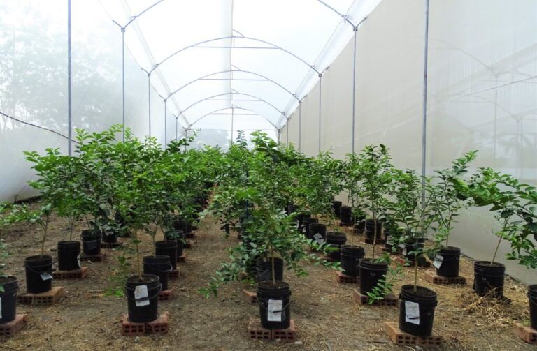 Valle del Cauca cuenta con primer vivero de limón tahití certificado