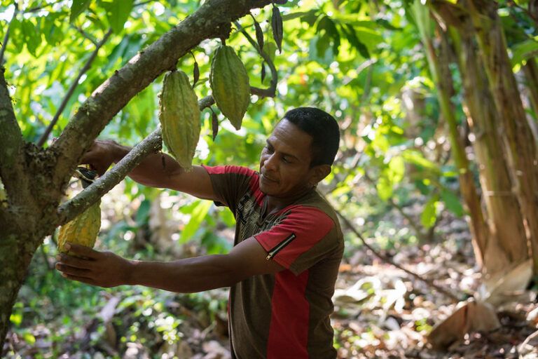 MÁS CACAO, un plan para la renovación cacaotera en Colombia