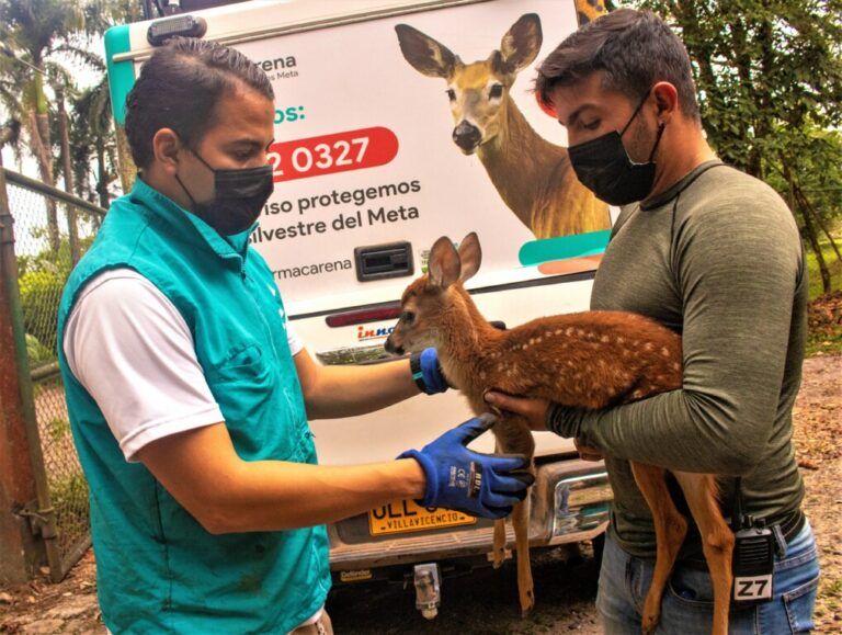 Piden evitar el atropellamiento de fauna silvestre en el Meta