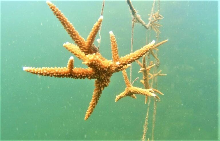 Con guarderías de coral protegerán ecosistema marino en Santa Marta