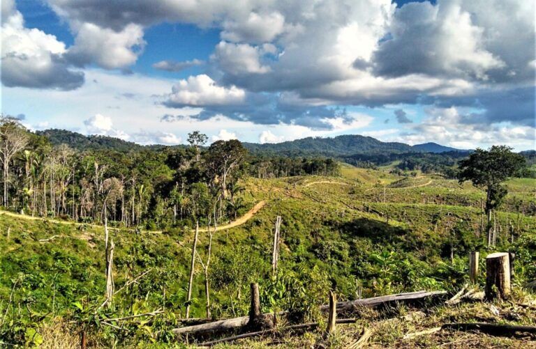 Radio Mundo Rural: Aumenta impacto ambiental por deforestación