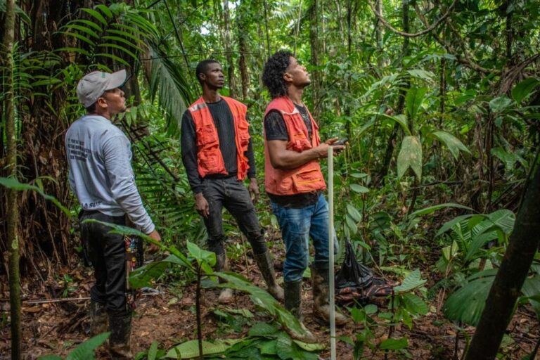 Con REDD+ Somos Más, un podcast para la protección de bosques
