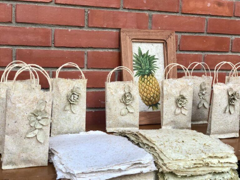 En Lebrija, Santander crean papel con cogollos de piña