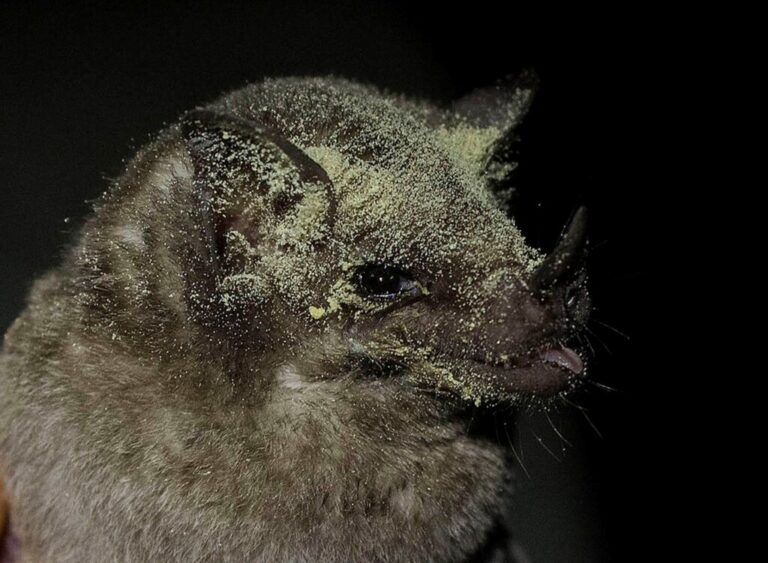 Pérdida de hábitat llevaría a la extinción de murciélagos
