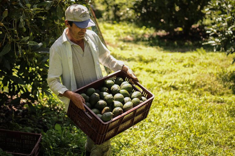 Aguacate hass colombiano llega a más de 36 países