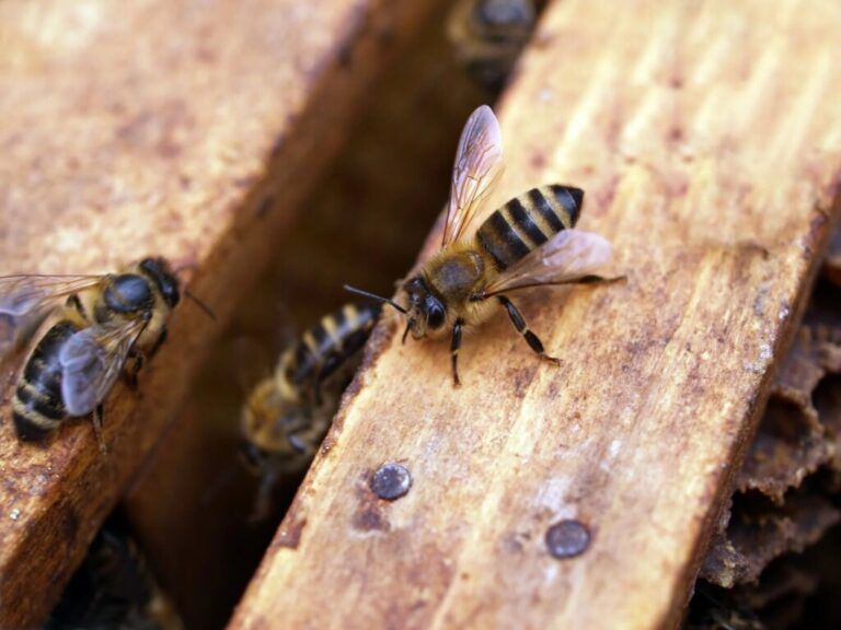 En Colombia las colmenas de abejas han aumentado un 53%