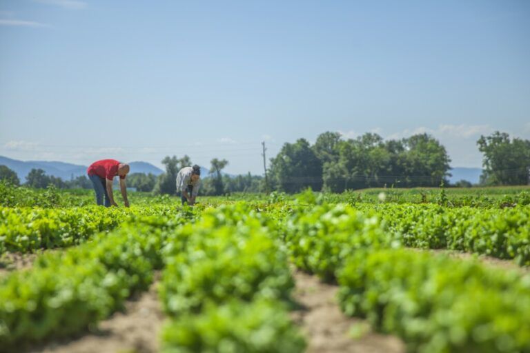 El próximo tres de agosto el Gobierno Nacional lanzará el Sistema Nacional de Reforma Agraria.