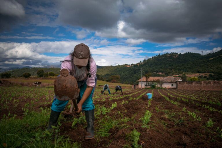 Beneficios que traería la Ley de Compras Públicas de Alimentos para los Productores de Agricultura Campesina, Familiar y Comunitaria (ACFC)